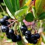 Análisis y comparación de los mejores productos veganos con aronia negra: ¿Dónde comprarla?