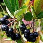 Análisis de los mejores productos veganos con aronia negra: ¡descubre sus beneficios para tu salud!