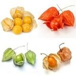 Análisis de calidad y precio: Physalis, la opción vegana más accesible