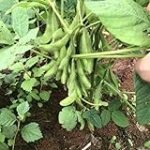 Edamame: La Joya Vegetal en la Comparativa de Productos Veganos