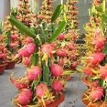 Análisis de los mejores lugares para comprar fruta del dragón: la opción vegana perfecta