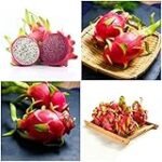 Pitahaya en España: Análisis de precios y opciones veganas