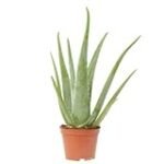 Guía de compra: Aloe Vera Planta Vegana - Análisis y comparación de las mejores opciones