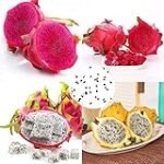 Análisis y comparación de las mejores opciones para comprar pitahaya vegana: ¡Descubre cuál es la mejor elección para ti!