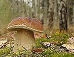 Boletus Cultivo: Comparativa de los Mejores Productos Veganos Derivados de Hongos