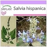 Semilla de Chía: Análisis y Comparativa de los Mejores Productos Veganos a Base de Esta Planta Nutritiva