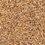 Guía Completa para Comprar Trigo: Análisis y Comparación de los Mejores Productos Veganos