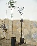 Descubriendo el Árbol de Moringa en España: Análisis y Comparativa de los Mejores Productos Veganos Derivados