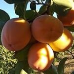 Caqui Kcal: Análisis Nutricional y Comparativa de los Mejores Productos Veganos para Tu Dieta Saludable