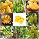 Yaca en Mercadona: Análisis y Comparativa de los Mejores Productos Veganos del Mercado