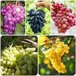 Guía Definitiva para Comprar Uvas: Comparativa de las Mejores Variedades Veganas y Sus Beneficios
