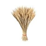 Descubriendo la Variedad de Trigo de Grano Dorado: Un Análisis de sus Beneficios en Productos Veganos