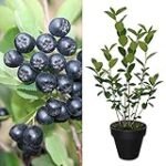 Guía Completa para Comprar Planta de Aronia Negra: Beneficios, Comparativa y Mejores Opciones Veganas Guía Completa para Comprar Planta de Aronia Negra: Beneficios, Comparativa y Mejores Opciones Veganas