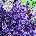 Favorina: Descubre su Origen y Comparativa con los Mejores Productos Veganos del Mercado