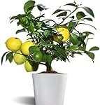 Descubre los Mejores Productos Veganos de Murcia: Análisis de Precios y Calidad de Cítricos Descubre los Mejores Productos Veganos de Murcia: Análisis de Precios y Calidad de Cítricos