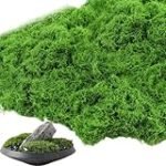 Musgo: El Superalimento Vegano que Debes Conocer - Análisis y Comparativa de los Mejores Productos en el Mercado Musgo: El Superalimento Vegano que Debes Conocer - Análisis y Comparativa de los Mejores Productos en el Mercado