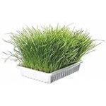 Guía Definitiva para Comprar Hierba Gatera: Comparativa de los Mejores Productos Veganos para el Bienestar de tu Gato Guía Definitiva para Comprar Hierba Gatera: Comparativa de los Mejores Productos Veganos para el Bienestar de tu Gato