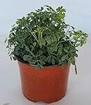 Guía de Compra: Los Mejores Productos Veganos con Planta Ruda para Tu Bienestar Guía de Compra: Los Mejores Productos Veganos con Planta Ruda para Tu Bienestar