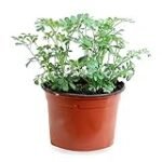 Guía de compra: Las mejores plantas de ruda veganas y sus beneficios para tu salud