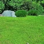 Descubre los Beneficios de la Herniaria Glabra: Análisis y Comparativa de los Mejores Productos Veganos que la Contienen Descubre los Beneficios de la Herniaria Glabra: Análisis y Comparativa de los Mejores Productos Veganos que la Contienen