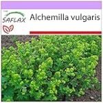 Pie de León: Análisis Comparativo de los Mejores Productos Veganos Derivados de esta Planta Pie de León: Análisis Comparativo de los Mejores Productos Veganos Derivados de esta Planta